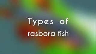 Types of Rasbora Fish [upl. by Healion205]