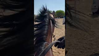 Some flatwork with Corletto from a different angle yesterday🤍 [upl. by Doley]