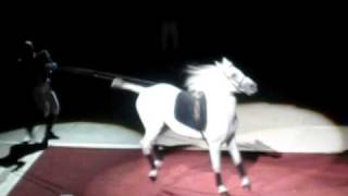 Lipizzaner StallionThe Capriole [upl. by Tita485]