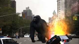 King Kong spotted in New York incredible shots 2012  free use [upl. by Enelak]