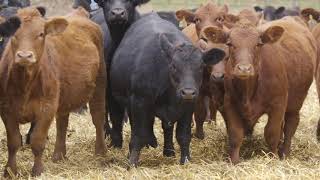 Stand Strong Wilkinson Farms Simmentals North Dakota [upl. by Berns722]