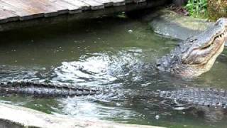 Alligator bellowing [upl. by Yrellav175]