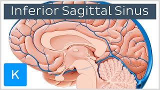 Inferior Sagittal Sinus  Human Anatomy  Kenhub [upl. by Keverne]