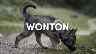 Welcome Wonton the Tamaskan dog [upl. by Nilyam]