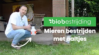 Mieren bestrijden met aaltjes  Biobestrijding [upl. by Sammie]