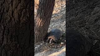 Greek tortoises in Greece 🐢 greektortoise greek tortoise aqualabcreations reptiles fish [upl. by Sialac]