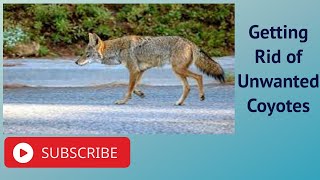 Getting Rid of Unwanted Coyotes [upl. by Harim]