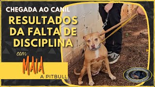 MAIA  Pitbull  Chegada ao Canil [upl. by Eidnahs]