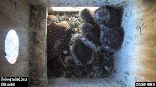 Bosch KestrelCams Male and female adult kestrels feed chicks [upl. by Oates]