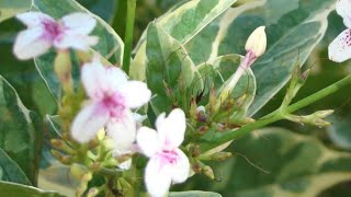 PSEUDERANTHEMUM  VARIEGATA COMO CULTIVAR🌾🌿🍁🌷🌹🏵🌻🌺onde tem flores tudo fica mais lindo [upl. by Talich]