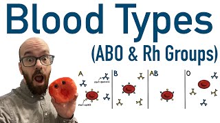 The Composition and Function of Blood [upl. by Ronyam]