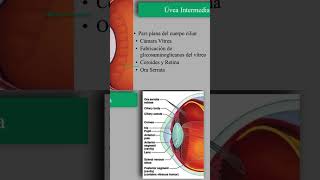 Anatomía de la úvea intermedia [upl. by Choong]