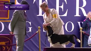 Basset Hounds  Breed Judging 2024 [upl. by Idak40]