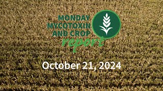 Monday Mycotoxin and Crop Report for October 21 2024 [upl. by Naamana]