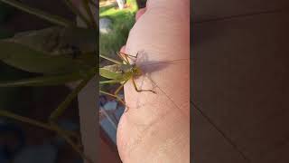 Katydid Washington state wildlife entomology bug katydid herping [upl. by Hteik]