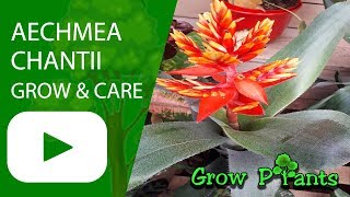 Aechmea chantii  grow amp care [upl. by Suckram13]