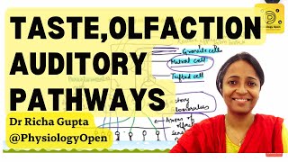 Taste pathway olfactory pathway auditory pathway  Rapid revision  Special senses mbbs 1st year [upl. by Kirbee]