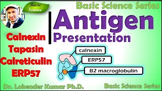 Class II MHC presentation pathway  Class 2 MHC processing pathway  Class 2 MHC  immunology [upl. by Biel]