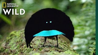 Rare Footage of New Bird of Paradise Species Shows Odd Courtship Dance  Nat Geo Wild [upl. by Finnie]