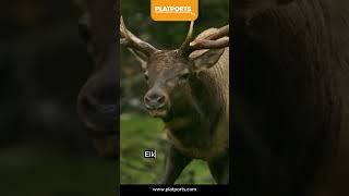 You wont believe this shorts kidsplay didyouknow viral trending elk animals animalshorts [upl. by Aerdnwahs]