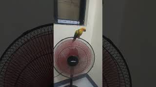 Sun conure singing dance [upl. by Nylorahs]