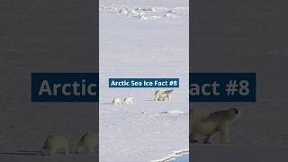 ArcticSealceDay is July 15 Were counting down with nine key Arctic sea ice facts [upl. by Annahael]