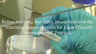 Attaching suspension cells for LigandTracer® measurements [upl. by Damali]