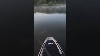 Bass vs stick bait epic miss [upl. by Aronaele]