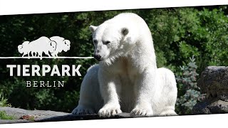 Rundgang durch den Tierpark Berlin Tiere hautnah erleben  14052024 [upl. by Katinka]