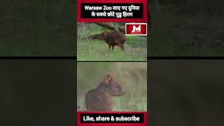 Warsaw Zoo लाए गए दुनिया के सबसे छोटे पुडु हिरण shorts viral trending latestnews [upl. by Steinway]