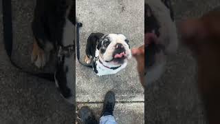 Back2 the Basics englishbulldog fyp doglover bulldog dogowner petowner [upl. by December]