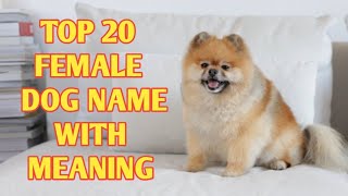 TOP 20 Most Popular Female Dog Names With Meaning [upl. by Nnaael]