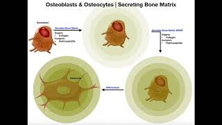 Functions of Osteoblasts amp Osteocytes  Organization of the Osteon [upl. by Aniles724]