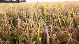 All About Australian Rice Full Video [upl. by Arron]