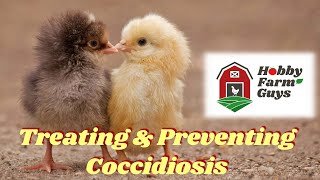 Treating amp Preventing Coccidiosis in Chickens [upl. by Karlotte487]