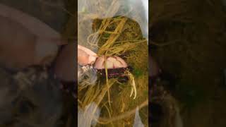 Crab Catching by hand 4k short video  Best Crab hunting season in rural area nature enjoy short [upl. by Arrik907]