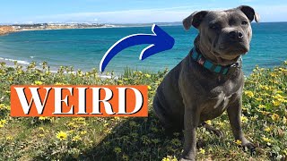 5 Weird Facts About Staffordshire Bull Terriers [upl. by Rooke527]