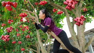 Harvesting WAX APPLE  goes to the market sellcooking build life  Vietnamese Harvesting [upl. by Koser]