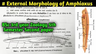 External Morphology of Amphioxus  Branchiostoma Morphology  BSc 3rd year Zoology 5th semester [upl. by Naawaj572]