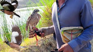 Unbelievable Sparrowhawk Attacks on Myna Birds  Falconry Attack [upl. by Ziana]