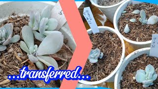 Potting Leaf Propagations Into Individual Pots  New Garden Table Arrangement leafpropagation [upl. by Nadbus]