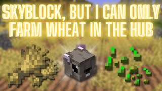 Only Farming Wheat In The Hub Challenge Hypixel Skyblock [upl. by Araf]