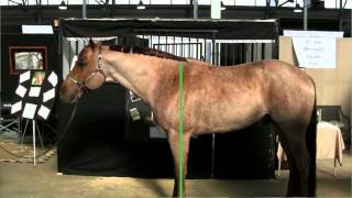 The Basics of Horse Conformation  Purdue Extension Small Farms and Sustainable Agriculture [upl. by Buiron]