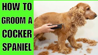 How To Groom A Cocker Spaniel Step By Step [upl. by Delmer]