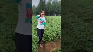 bampali🌱youtubeshorts farming gardening satisfyingvegetables 😱 [upl. by Yentrok]