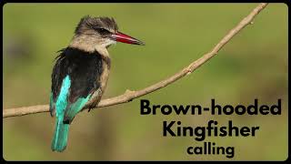 BROWNHOODED KINGFISHER calling [upl. by Eki]