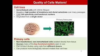 Readytouse 3D BloodBrain Barrier and Cortical Spheroids [upl. by Tillford907]