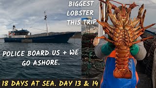 Our biggest Lobster YET Police and injured Crew Day 12 amp 13 North East of Tasmania [upl. by Sirraf766]