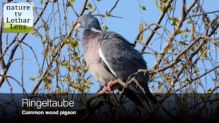 Ringeltaube vor der Kamera Common wood pigeon observation [upl. by Coral]