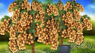 Super Special Technique for Propagating Longan Tree With Aloe Vera In Banana tree [upl. by Rose207]